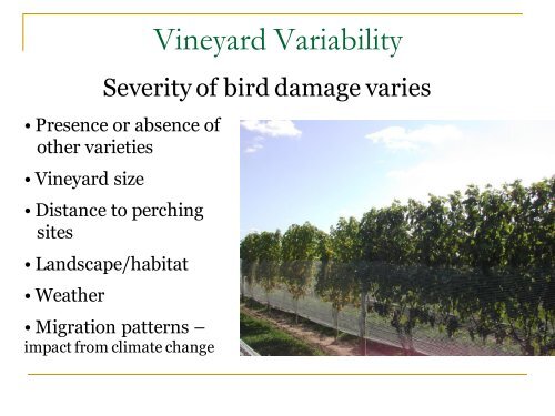 Bird Netting in Vineyards - PA Wine Grape Growers Network