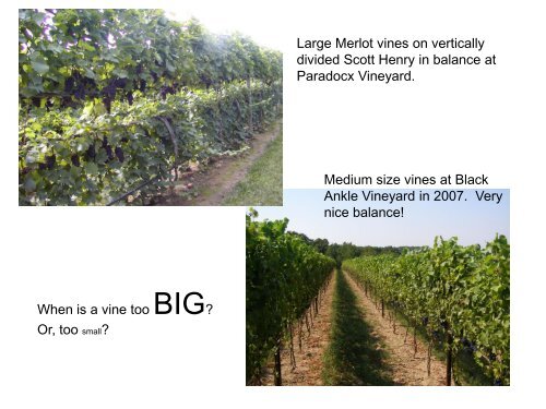 Finding Your Way to Vine Balance - PA Wine Grape Network