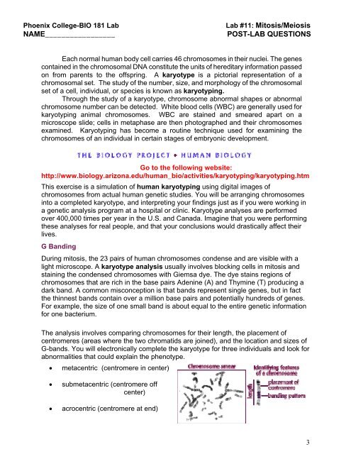 Phoenix College BIO 181