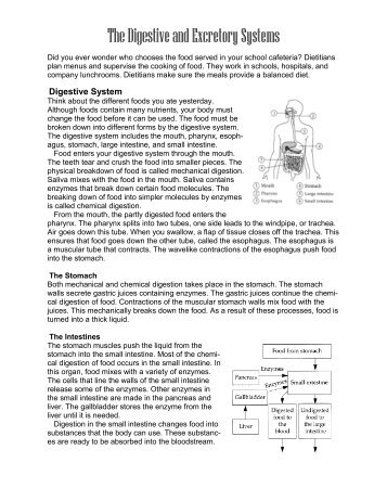 The Digestive and Excretory Systems