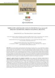 NIDIFICACIÓN AGRUPADA DEL GAVILÁN CENICIENTO (Circus cinereus) EN MÉDANOS COSTEROS DEL NORESTE PATAGÓNICO, ARGENTINA