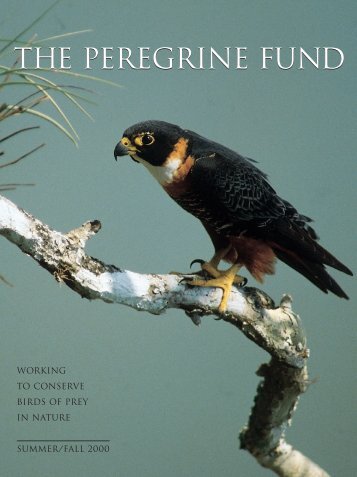 2000 Newsletter - The Peregrine Fund
