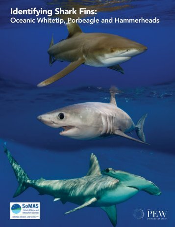 Shark Fin ID Guide - Pew Environment Group