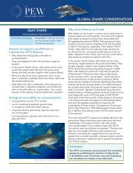Silky Shark (PDF)