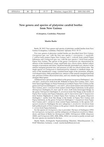 New genera and species of platynine carabid beetles from New ...