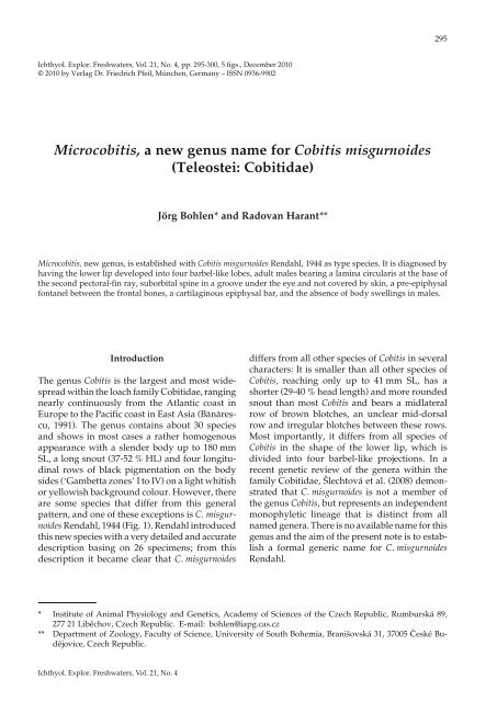 Microcobitis, a new genus name for Cobitis misgurnoides (Teleostei ...