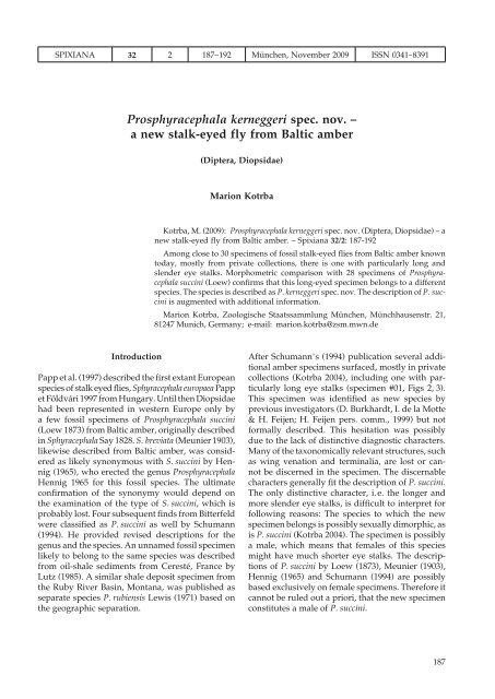 Prosphyracephala kerneggeri spec. nov. - Verlag Dr. Friedrich Pfeil