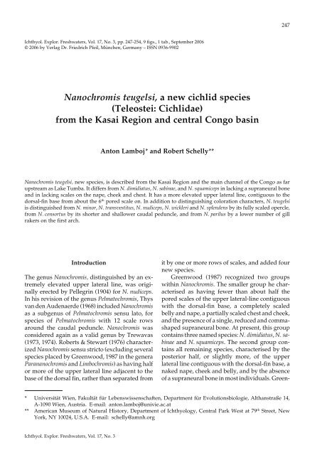 Nanochromis teugelsi, a new cichlid species - Verlag Dr. Friedrich ...