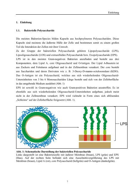 Einleitung 1. Einleitung 1.1. Bakterielle Polysaccharide Die meisten ...