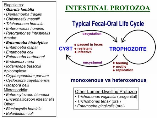 INTESTINAL PROTOZOA