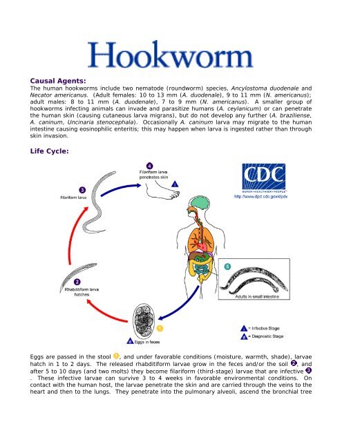 Hookworm life cycle 