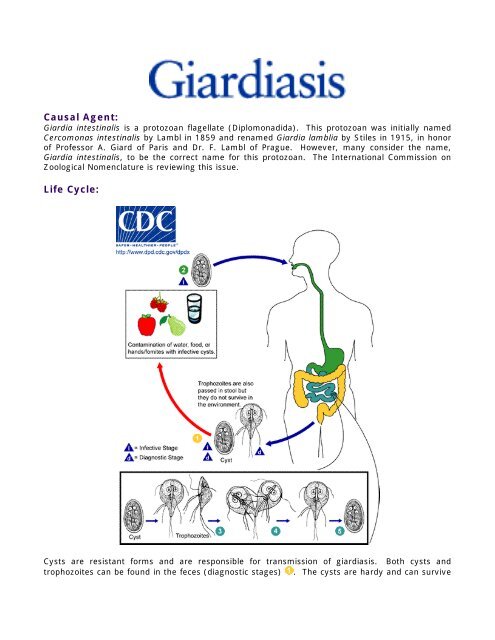 giardia protozoa life cycle