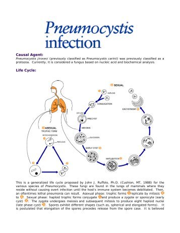 Causal Agent: Life Cycle: