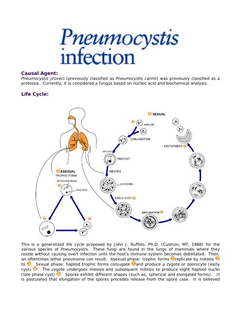 Causal Agent: Life Cycle: