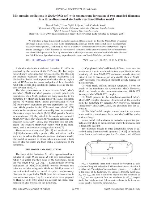 Min-protein oscillations in Escherichia coli with spontaneous ...