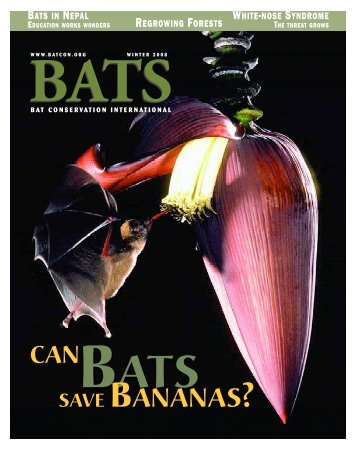 SAVE BANANAS? - Bat Conservation International