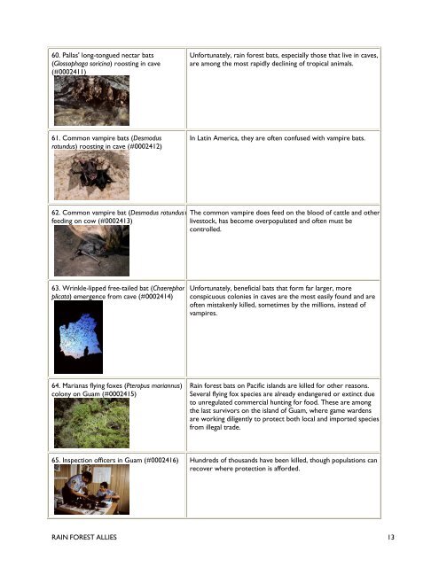 AV Script: Bats: BATS OF LATIN AMERICA - Bat Conservation ...