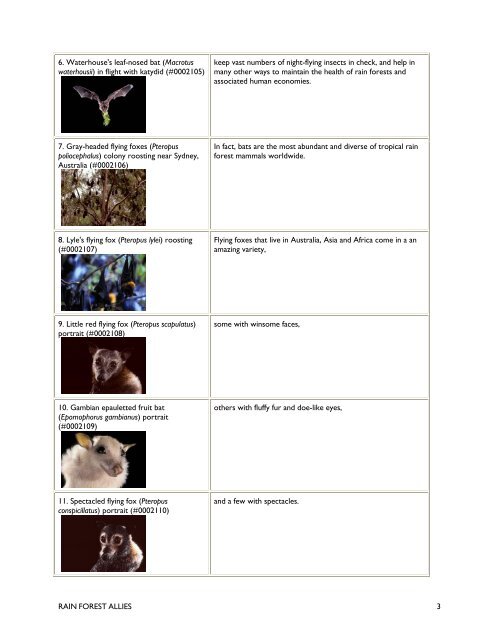 AV Script: Bats: BATS OF LATIN AMERICA - Bat Conservation ...