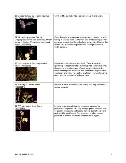 AV Script: Bats: BATS OF LATIN AMERICA - Bat Conservation ...