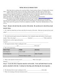 MINK MUSCLE DISSECTION Guidem