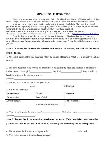 MINK MUSCLE DISSECTION Guidem