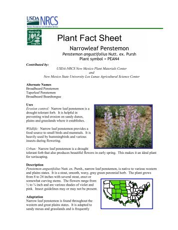 Plant Fact Sheet: Penstemon angustifolius - Plant Materials Program