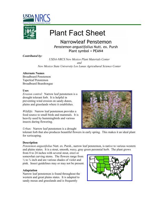 Plant Fact Sheet: Penstemon angustifolius - Plant Materials Program