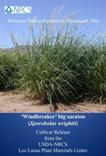 'Windbreaker' Big Sacaton Cultivar Release Poster - Plant Materials ...