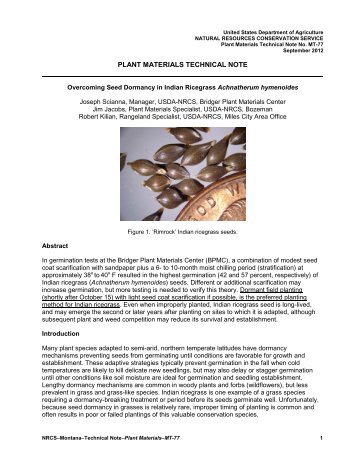 Overcoming Seed Dormancy in Indian Ricegrass Achnatherum ...