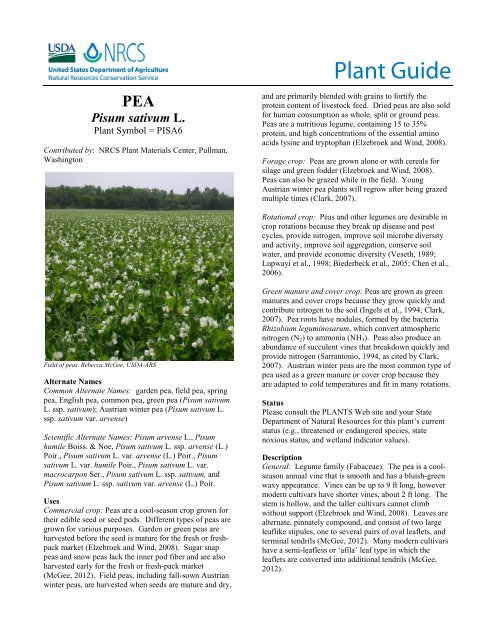 pea, (Pisum sativum) - Plant Materials Program