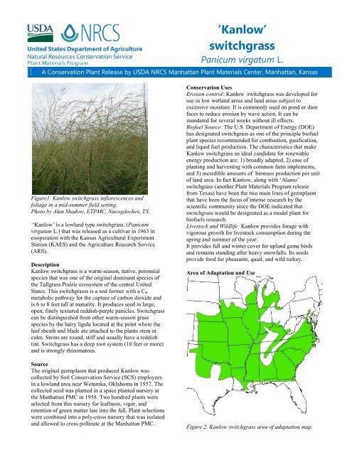 Kanlow switchgrass, Panicum virgatum, Conservation Release