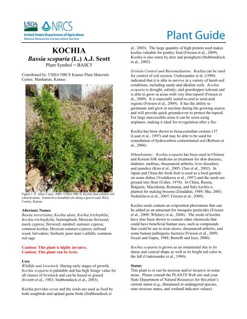 Kochia, Bassia scoparia, Plant Guide - Plant Materials Program