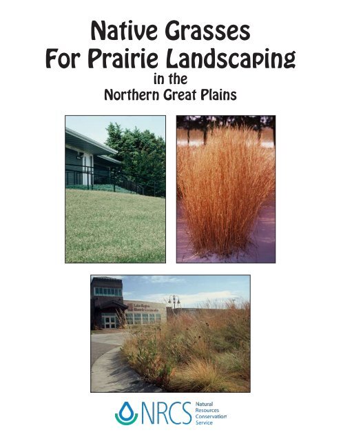 Native Grasses for Prairie Landscaping in the Northern Great Plains