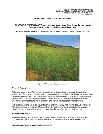 PUBESCENT WHEATGRASS Thinopyrum intermedium : An ...