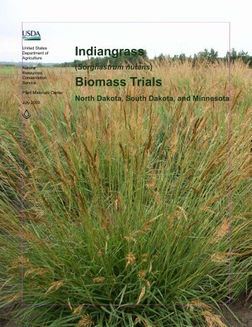 (Sorghastrum nutans) Biomass Trials - Plant Materials Program - US ...