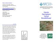 Hondo Germplasm Velvet Bundleflower - Plant Materials Program ...