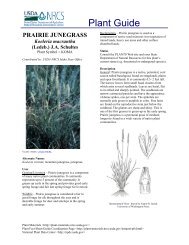 Prairie Junegrass Plant Guide - Plant Materials Program - US ...