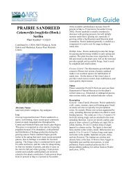Prairie Sandreed Plant Guide - Plant Materials Program