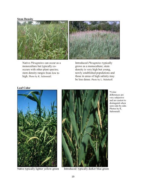 Phragmites field guide: distinguishing native and exotic forms of ...