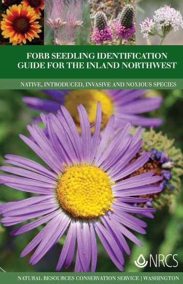 Forb Seedling Identification Guide for the Inland Northwest