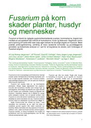 Fusarium på korn skader planter, husdyr og ... - Planteforskning