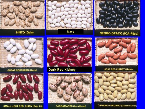 Resistance to Soybean Rust in Dry Beans. - Plant Management ...