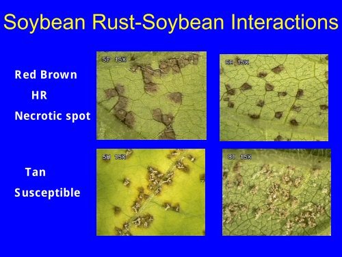 Resistance to Soybean Rust in Dry Beans. - Plant Management ...