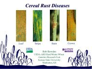 Cereal Rust Diseases - Plant Management Network