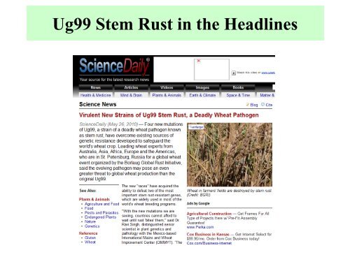 Cereal Rust Diseases - Plant Management Network