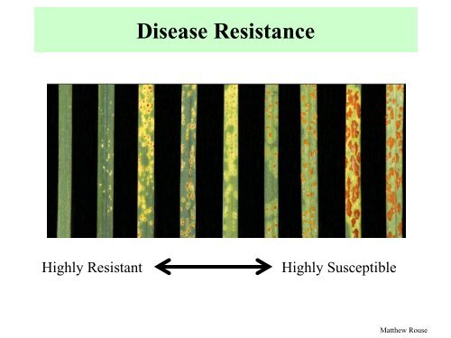 Cereal Rust Diseases - Plant Management Network