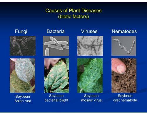 Pathogen phytosensing: plants to report plant pathogens