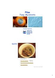 Fungi, Mycobionta - ICBM