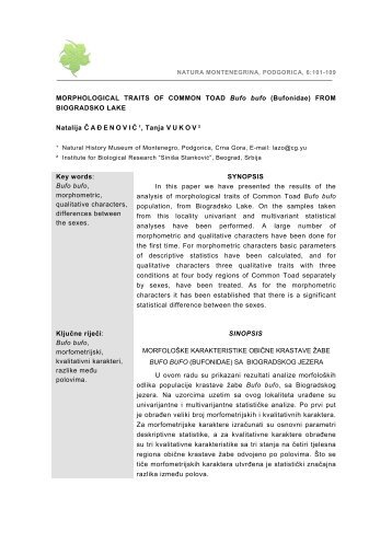 MORPHOLOGICAL TRAITS OF COMMON TOAD Bufo bufo ...