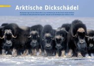 Arktische Dickschädel - Polar-Reisen.ch